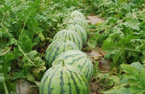 热门大瓜top10,揭秘娱乐圈风云变幻